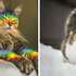 Кошки предпочитают странные места для отдыха: смешные фотодоказательства