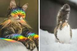 Эти роскошные кошки дадут фору любым супермоделям (фото)