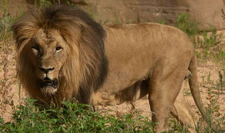 У зоопарку Барселони коронавірус виявили у чотирьох левів 
