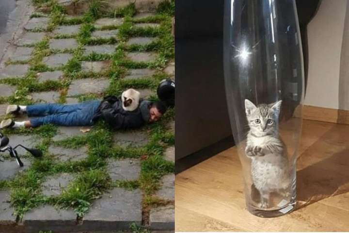 Кошки предпочитают странные места для отдыха: смешные фотодоказательства