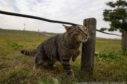 Японский фотограф снимает уличных котов, раскрывая их невероятную харизму