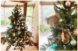 Коала пробралась в дом и залезла на новогоднюю елку. Снять ее оттуда оказалось не так просто