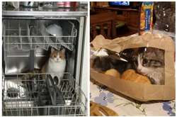 Эти коты мурчать хотели на все человеческие правила: подборка курьезных фото