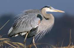 В США очень голодная цапля проглотила аллигатора и попала на видео