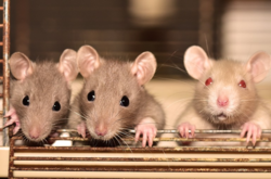 Посилення активності білка сприяє атрофії і ослаблення мускулатури