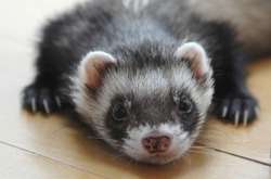 Окрім людей коронавірус легко можуть підчепити тхори, кішки, собаки і цивети