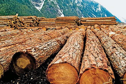 Україні дозволили обмежувати експорт лісу