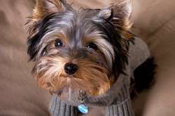 Йоркширський тер'єр