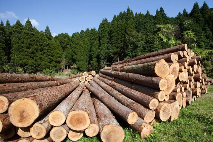 Україна має право обмежувати експорт лісу. Вердикт Арбітражного суду