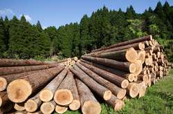 Україна має право обмежувати експорт лісу. Вердикт Арбітражного суду