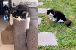 Котенок ночью захотел обнимашек и пошел на все, чтобы разбудить спящую хозяйку (видео)