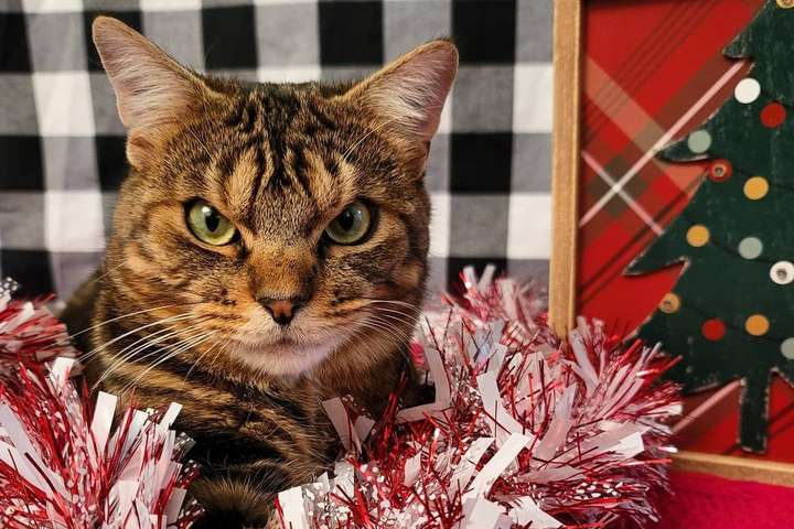 Курьезные фото кота с сердитой мордой, который сверлит взглядом весь мир