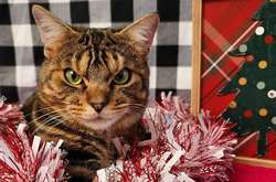 Курьезные фото кота с сердитой мордой, который сверлит взглядом весь мир