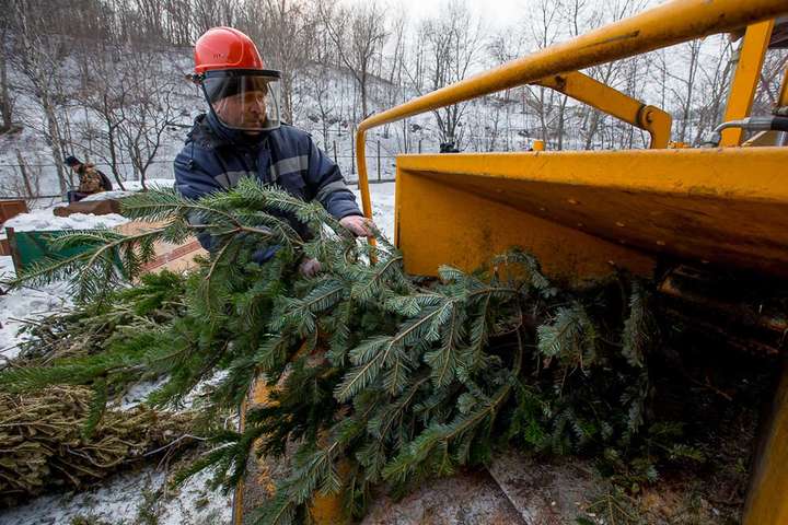 Після свят у Києві відкриють 15 пунктів прийому новорічних ялинок