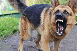 Суд конфіскував німецьку вівчарку, яка покусала поштарку