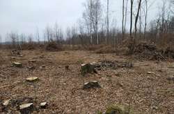 У Житомирській області «чорні лісоруби» завдали багатомільйонних збитків регіону