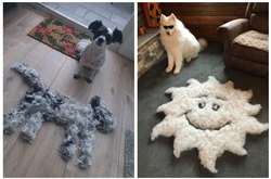 Хозяева показали, сколько шерсти можно счесать с их собак (фото)