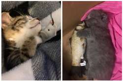 Трогательные фото домашних питомцев с их любимыми игрушками, которыми они неохотно делятся