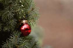 Виробництво однієї штучної ялинки в середньому продукує 40 кг викидів вуглекислого газу