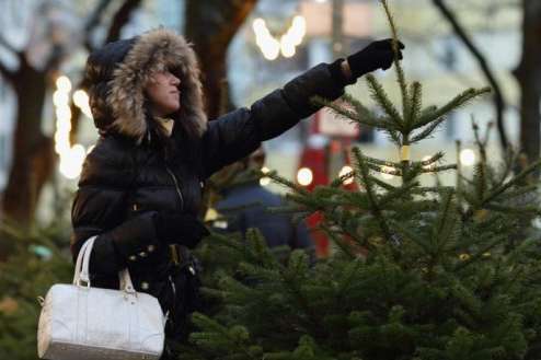 Сьогодні в Києві відкриваються ялинкові ярмарки: де купити новорічну красуню