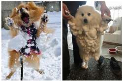 Эти собаки радуются снегу больше всех: курьезные фото