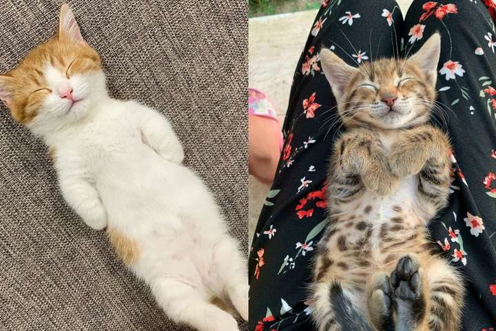 Фотографии спящих котиков, которыми вы будете любоваться часами