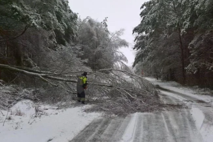 На Чернігівщині сильний снігопад повалив на дороги понад 200 дерев (фото)