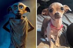 Пользователи сети решили показать, на кого похожи их собаки: курьезные фото