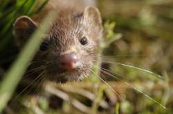 Мутований коронавірус. Вчені попередили росіян про нову загрозу