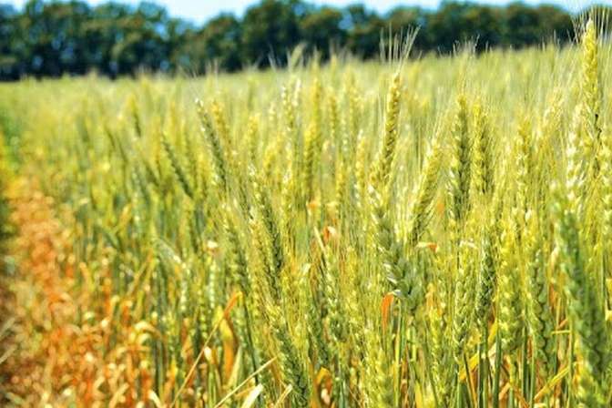 В Україні планують вирощувати чорну та синю пшеницю