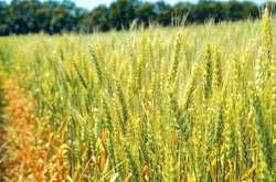 В Україні планують вирощувати чорну та синю пшеницю