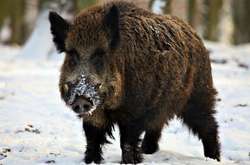 На Київщині зафіксовані спалахи африканської чуми свиней