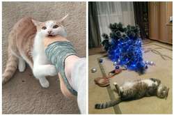 Курьезные фото котов, которые совсем обнаглели и потеряли остатки совести