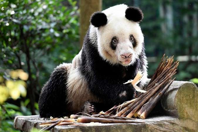 Померла найстаріша у світі панда