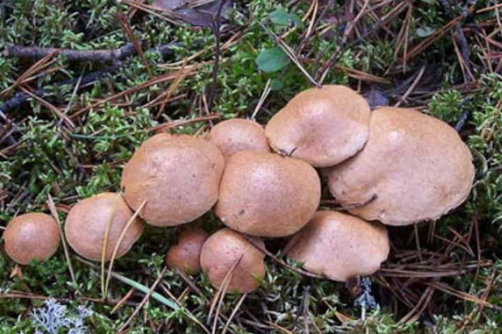 На Вінниччини вперше наприкінці грудня люди збирають гриби