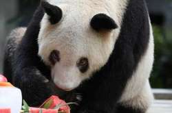 Умерла самая старая панда в мире