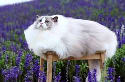 Курьезные фотографии котиков, которые как будто состоят из меха на 99%