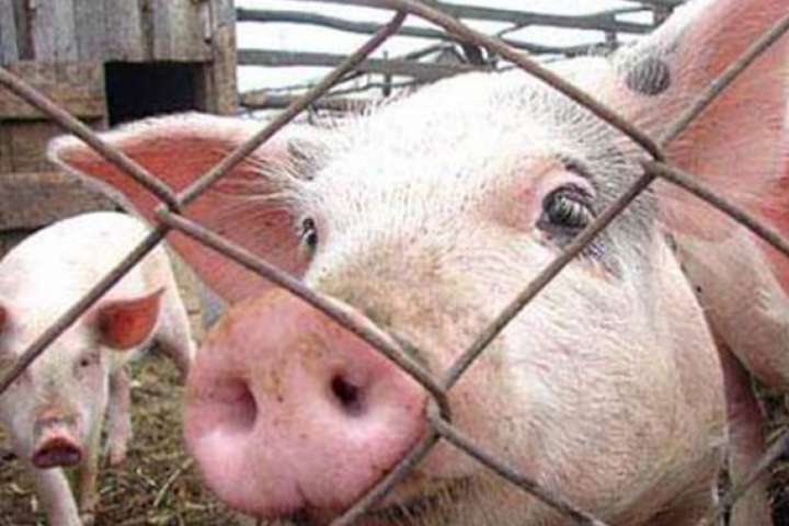 Африканську чуму свиней зафіксували у трьох регіонах України