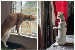 Курьезные фото пушистых шпионов, которые обожают следить за соседями