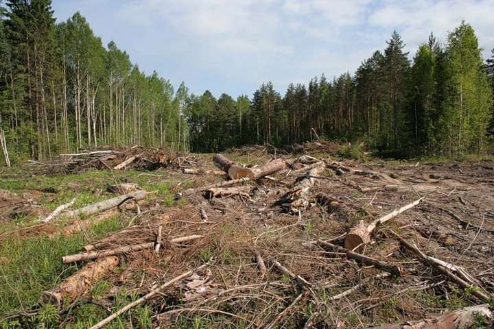 Мінекології оцінило обсяг незаконних вирубок лісу