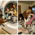 Семья устроила рождественскую фотосессию, но их собака решила испортить каждый снимок