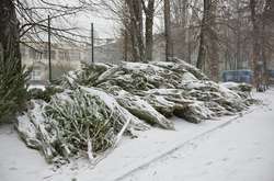 Хвойні дерева без бирок продавались на ринку на вул. Солом'янській, 33