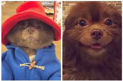 Похожий на медвежонка Паддингтона маленький шпиц стал звездой соцсетей (фото)