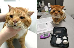 Замерзший котик поскребся в дверь, умоляя о спасении. Это навсегда изменило его жизнь (фото)