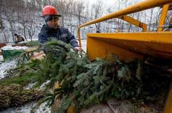 Пункти прийому ялинок у Києві почнуть працювати з 1 січня (список локацій )