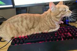 Курьезные фото бесстыжих котов, которые презирают личное пространство хозяев