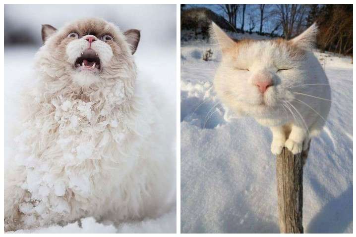 Этим домашним котикам впервые показали снег: подборка курьезных фото