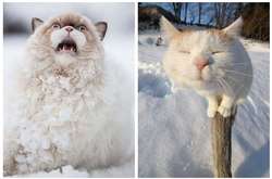 Этим домашним котикам впервые показали снег: подборка курьезных фото