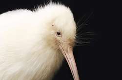 Умерла знаменитая киви-альбинос