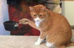 Эти оптические иллюзии вызовут у вас недоумение и улыбку одновременно (фото)